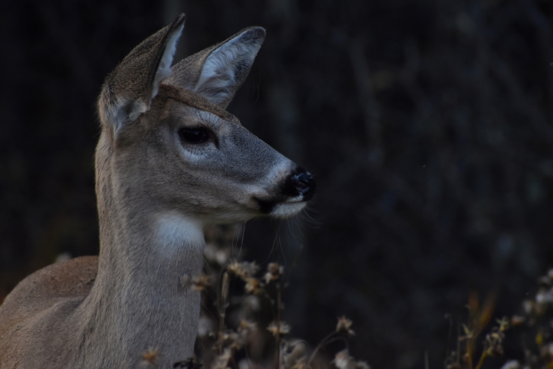 Beauty of Fall by Dustin Glaseman
